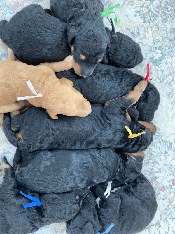 Litter of Poodle Puppies