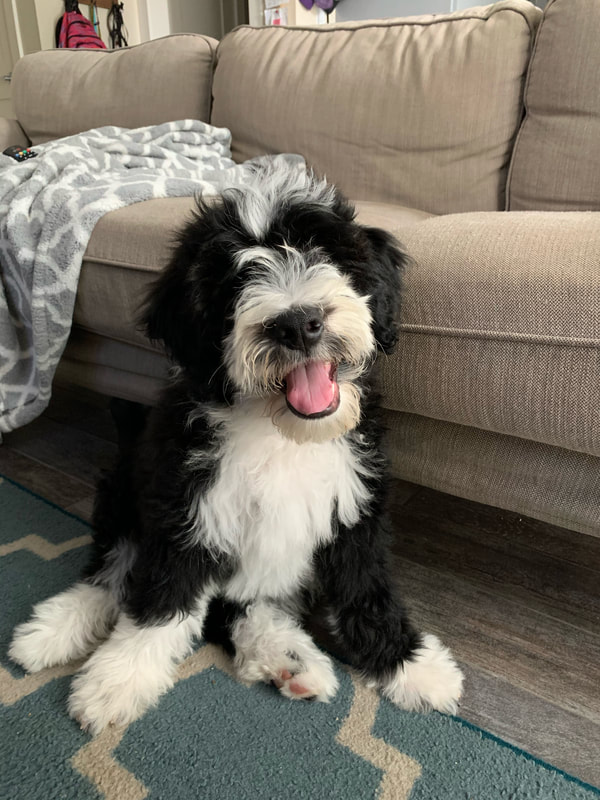 F1B Black and White Bernedoodle Puppy